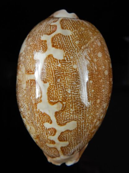 Leporycipraea geographica rewa " Rovae" 70,51 mm Gem-53998