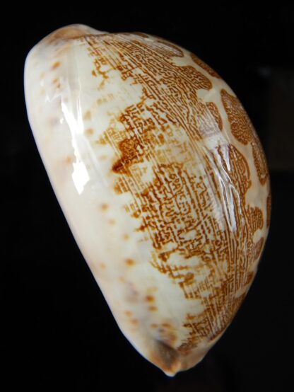 Leporycipraea geographica rewa " Rovae" 70,51 mm Gem-53997