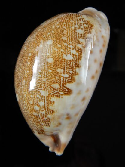 Leporycipraea geographica rewa " Rovae" 70,51 mm Gem-53995