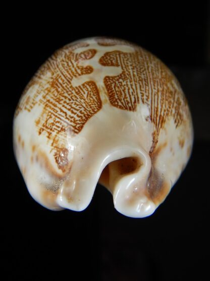 Leporycipraea geographica rewa " Rovae" 70,51 mm Gem-53999