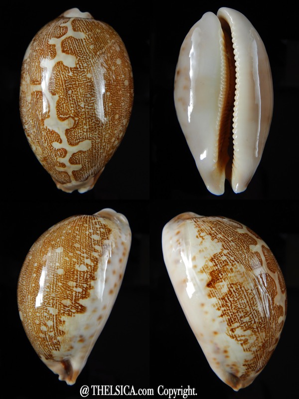 Leporycipraea geographica rewa " Rovae" 70,51 mm Gem-0