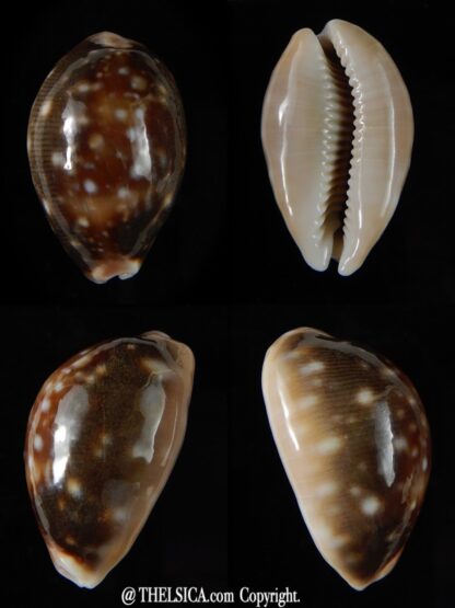 Lyncina vitellus orcina 33,92 mm Gem-0