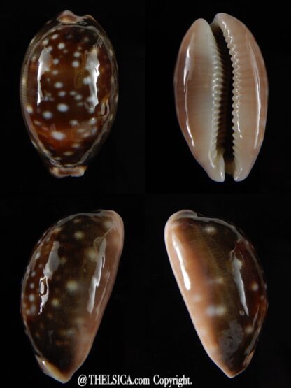 Lyncina vitellus orcina 37,76 mm Gem-0