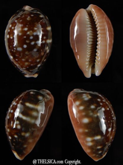 Lyncina vitellus orcina 38,79 mm Gem-0