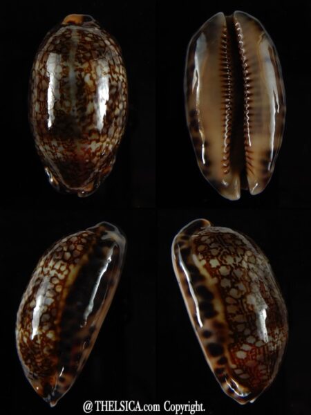 Mauritia eglantina 43,57 mm Gem -0