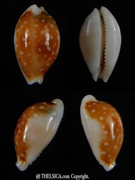 Naria bernardi bernardi 12,5 mm Gem-0