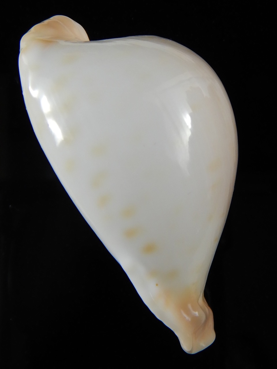 Umbilia capricornica..SP Colour... 61,63 mm Gem-53879