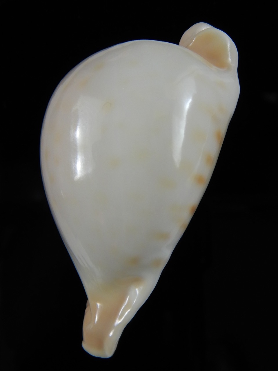 Umbilia capricornica..SP Colour... 61,63 mm Gem-53878