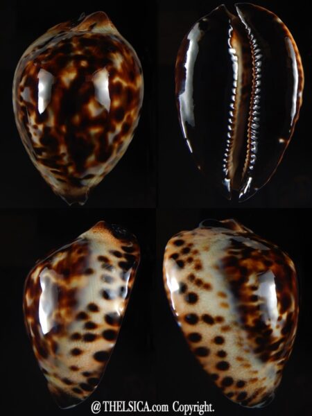 Zoila jeaniana jeaniana 67,53 mm Gem-0