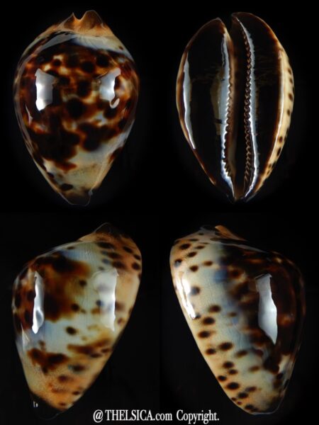Zoila jeaniana jeaniana 69.97 mm Gem (-)-0