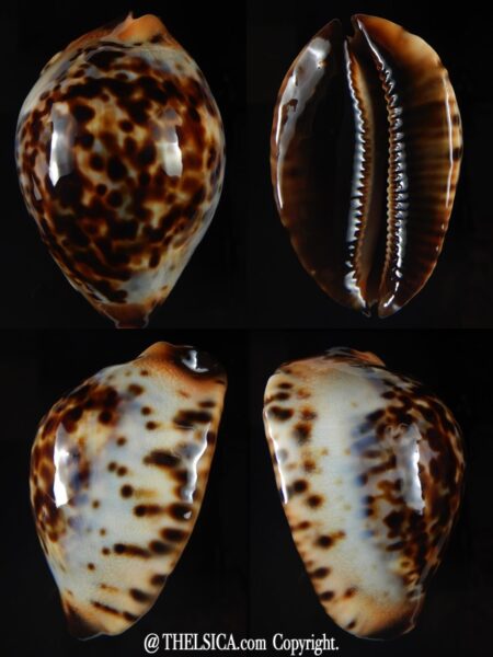 Zoila jeaniana jeaniana 70,60 mm Gem -0
