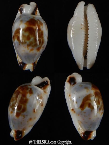 Bistolida hirundo rouxi N&R 16,76 mm Gem-0