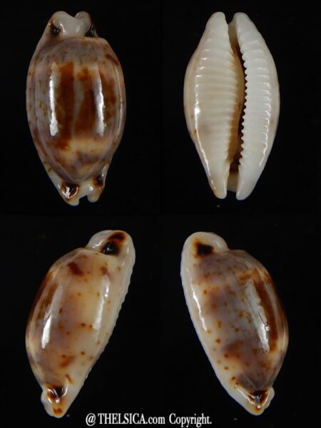 Bistolida hirundo rouxi N&R 19,54 mm Gem-0