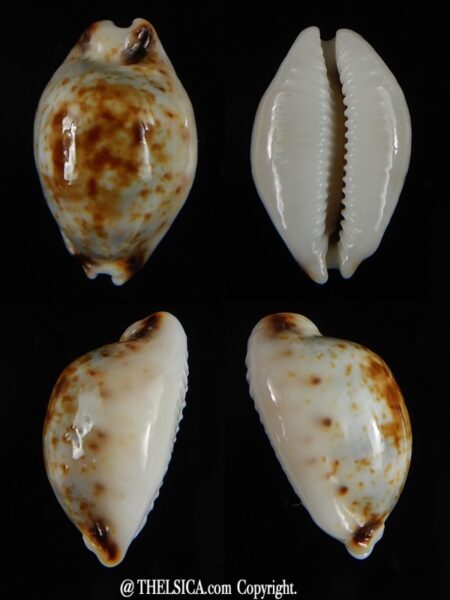 Bistolida hirundo rouxi N&R 20,02 mm Gem-0