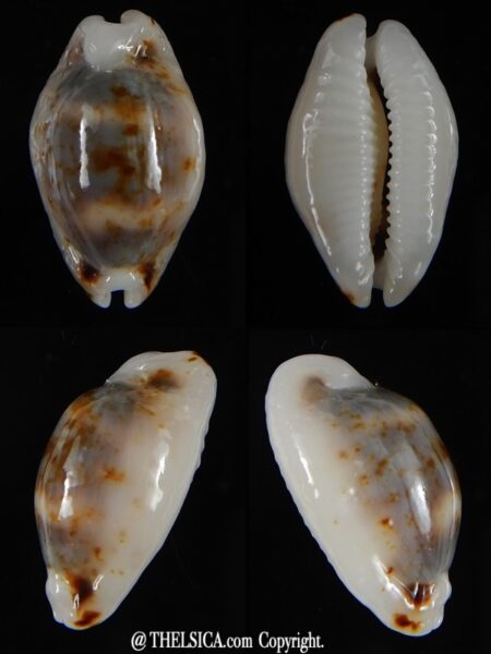 Bistolida hirundo rouxi N&R 20,58 mm Gem -0