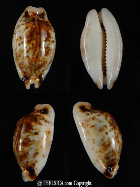 Bistolida hirundo rouxi N&R 20,93 mm Gem-0
