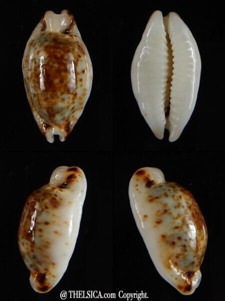 Bistolida hirundo rouxi N&R 21.11 mm Gem -0