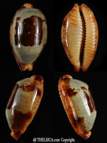 Bistolida stolida " Olango " ... 31,88 mm Gem-0