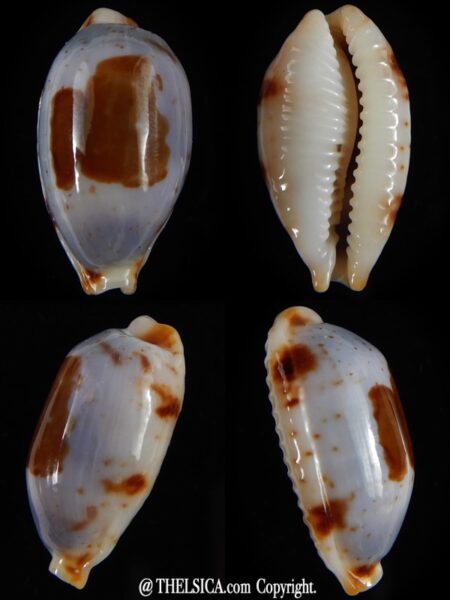 Bistolida stolida aureliae ... Purple ... 26,77 mm Gem -0