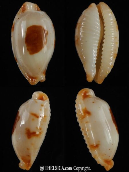 Bistolida stolida aureliae ... White ... 22,33 mm Gem-0