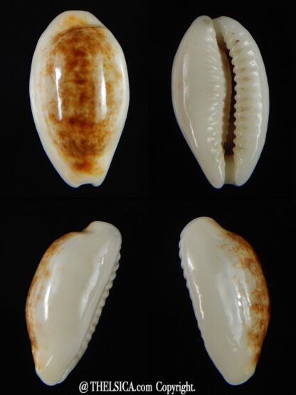 Blasicrura pallidula rhinoceros N&R 18,35 mm Gem-0