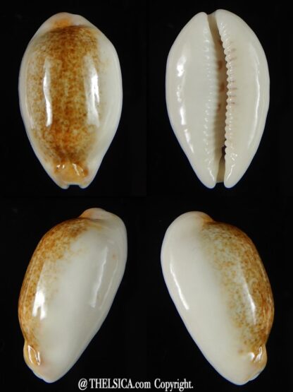 Blasicrura pallidula rhinoceros N&R 24,45 mm Gem-0