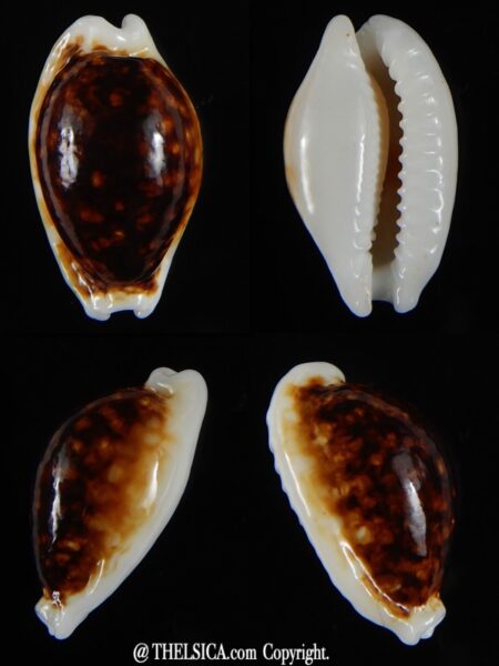 Cribrarula cribraria zadela N&R 21,98 mm Gem-0