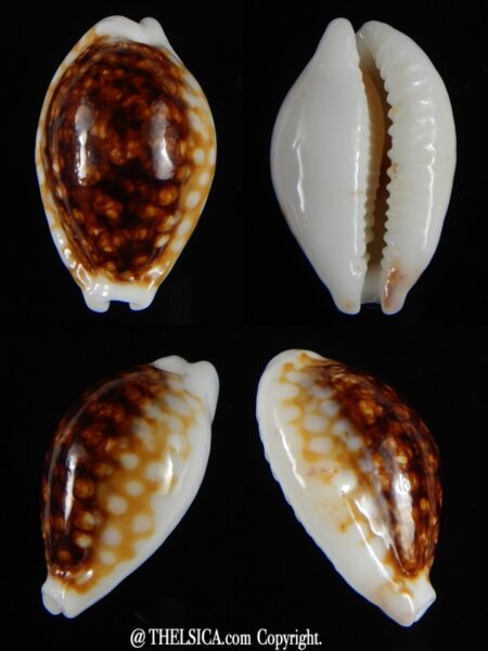 Cribrarula cribraria zadela N&R 26,08 mm Gem-0