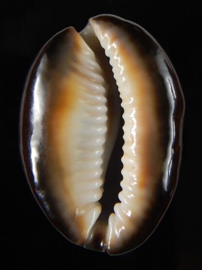 Monetaria caputserpentis " round shape" 32,08 mm Gem-54306