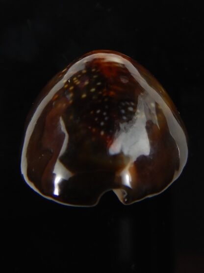 Monetaria caputserpentis " round shape" 32,08 mm Gem-54308