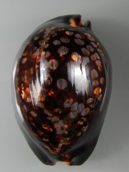 Mauritia mauritiana ...VERY Big size ... 107,20 mm Gem -54243