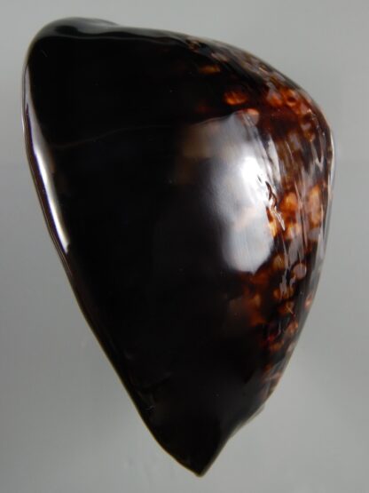 Mauritia mauritiana ...VERY Big size ... 107,20 mm Gem -54241