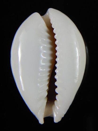 Naria miliaris ... SP white pattern ... 28.5 mm Gem-54701