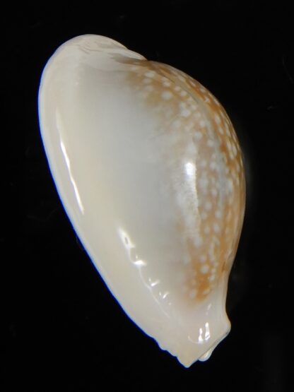 Naria miliaris ... SP white pattern ... 28.5 mm Gem-54707