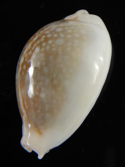 Naria miliaris ... SP white pattern ... 28.5 mm Gem-54702