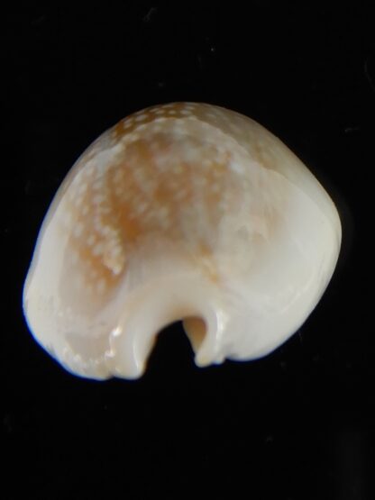 Naria miliaris ... SP white pattern ... 28.5 mm Gem-54704