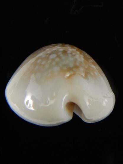 Naria miliaris ... SP white pattern ... 28.5 mm Gem-54706