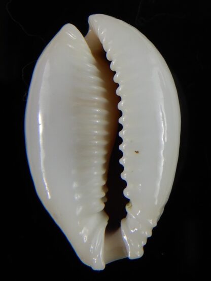 Naria miliaris ... SP white pattern ... 32,2 mm Gem-54716