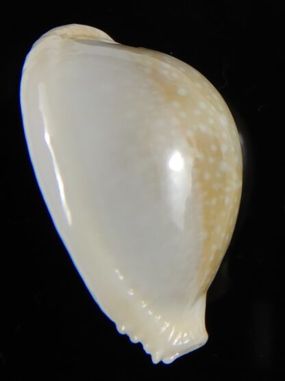 Naria miliaris ... SP white pattern ... 32,2 mm Gem-54717
