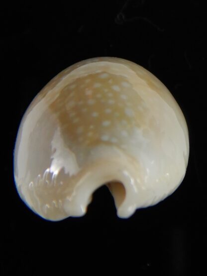 Naria miliaris ... SP white pattern ... 32,2 mm Gem-54719