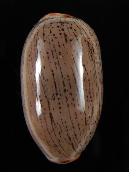 Luria isabella ...GIANT ... 39.90 mm Gem-54484