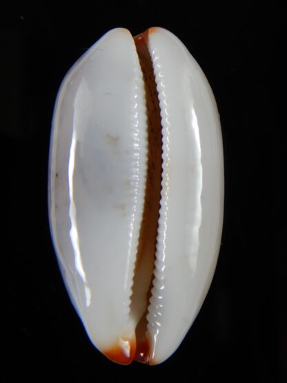 Luria isabella ...GIANT ... 39.90 mm Gem-54489