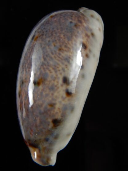Lyncina lynx vanelli ..VERY Big size.. 60,30 mm Gem-54504