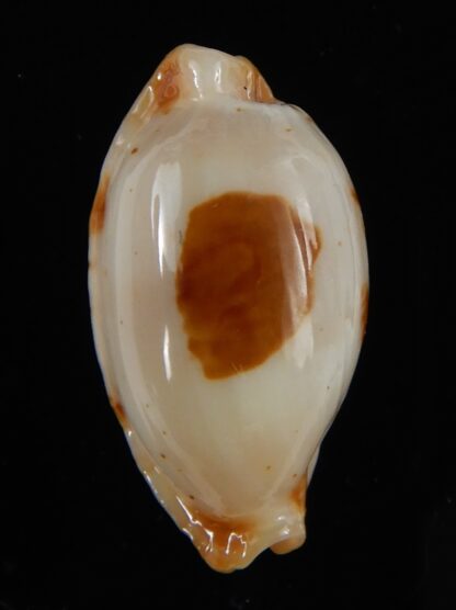 Bistolida stolida aureliae ... White ... 22,33 mm Gem-54476