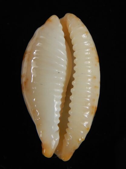 Bistolida stolida aureliae ... White ... 22,33 mm Gem-54474