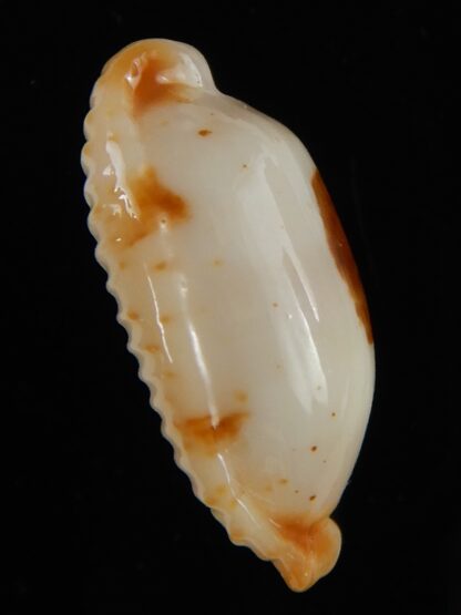 Bistolida stolida aureliae ... White ... 22,33 mm Gem-54473
