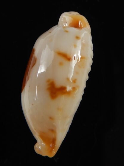 Bistolida stolida aureliae ... White ... 22,33 mm Gem-54472