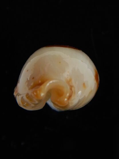 Bistolida stolida aureliae ... White ... 22,33 mm Gem-54475