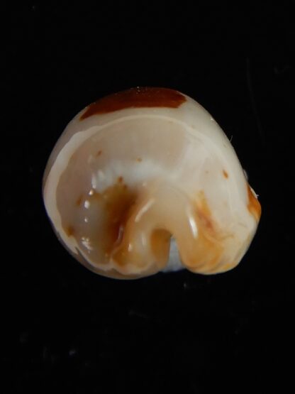 Bistolida stolida aureliae ... White ... 22,33 mm Gem-54471