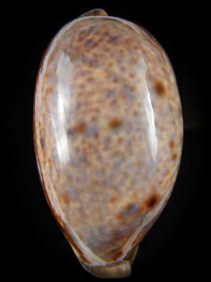 Lyncina lynx vanelli ..VERY Big size.. 65,40 mm Gem-54512